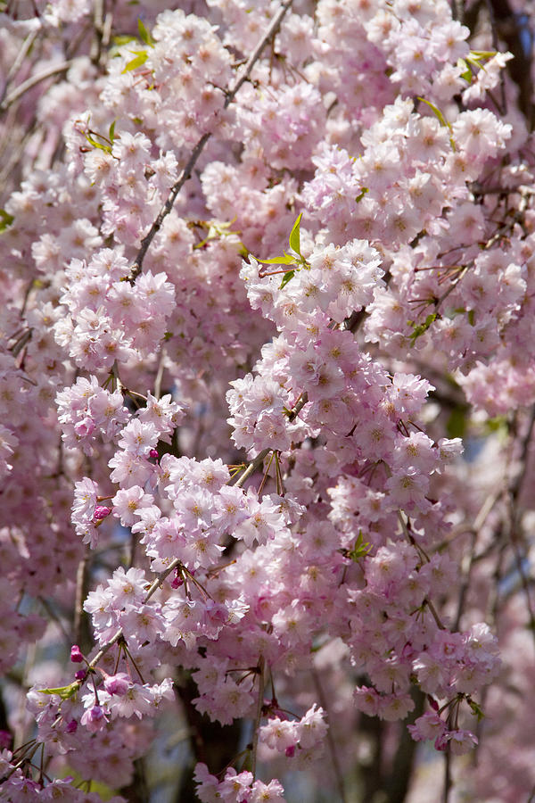 Spring Photograph - Pink Blossoms III by Ashlee Meyer