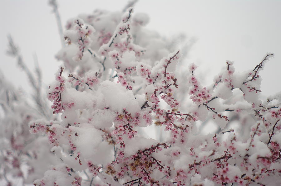 Pink Spring Blossoms In the Snow Photograph by Suzanne Powers