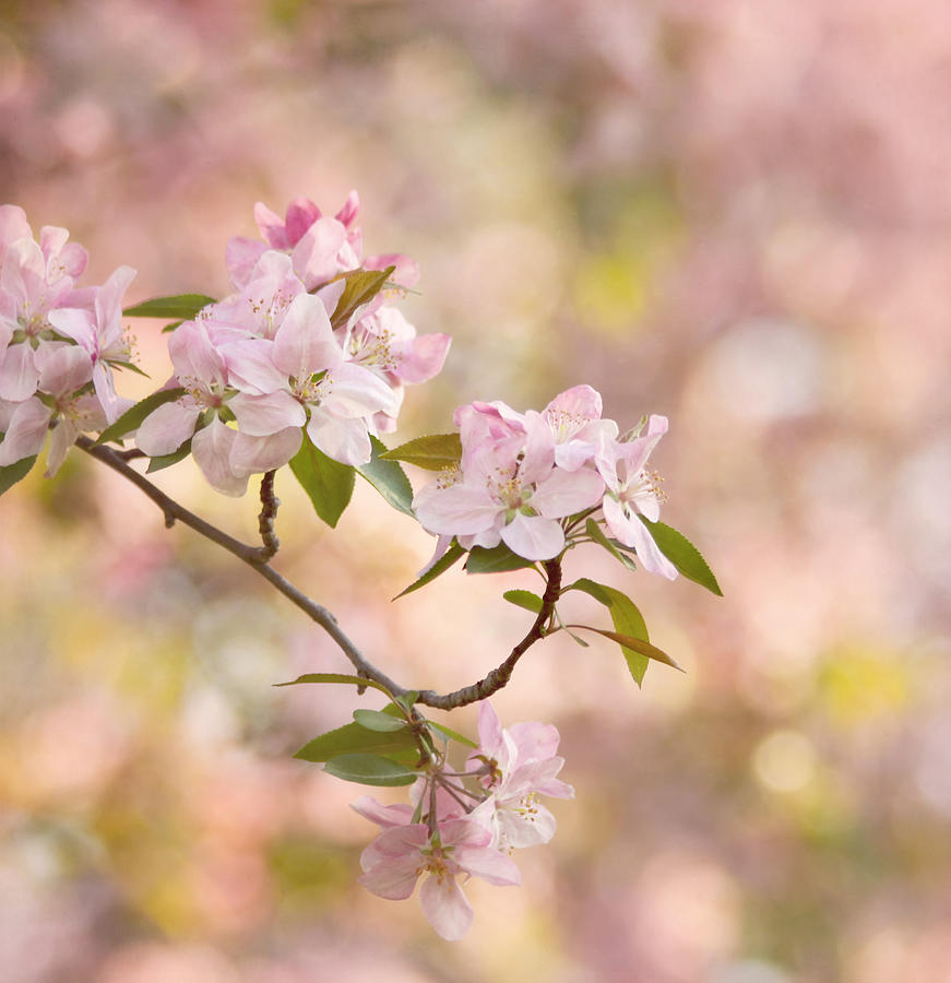 Flower Photograph - Pink Blossoms by Kim Hojnacki