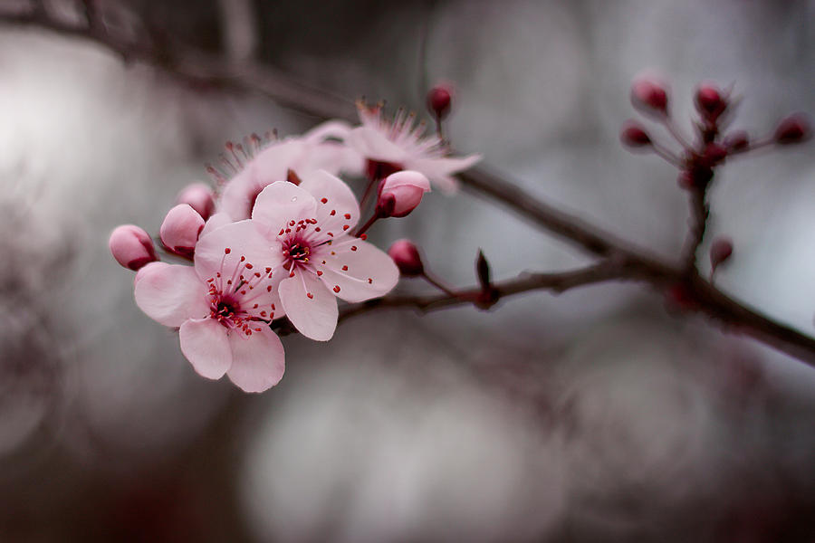Pink Blossoms Photograph by Michelle Wrighton