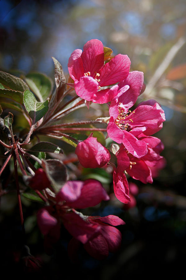 Pink Blossoms  Photograph by Susan McMenamin