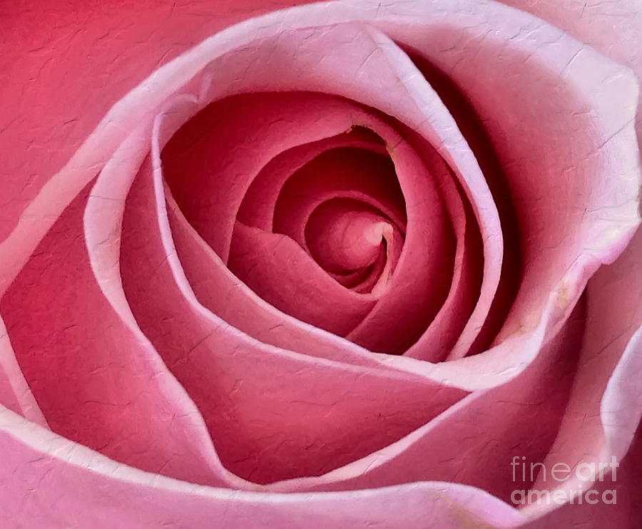 Flower Photograph - Pink Blush  by Andrea Kollo