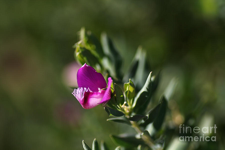 Nature Photograph - Pink Blush - Sweet Pea Bush  by Joy Watson