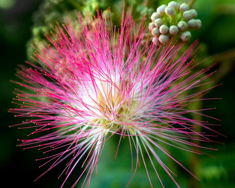 Flower Photograph - Pink Boa - Mimosa Flower by Steven Milner