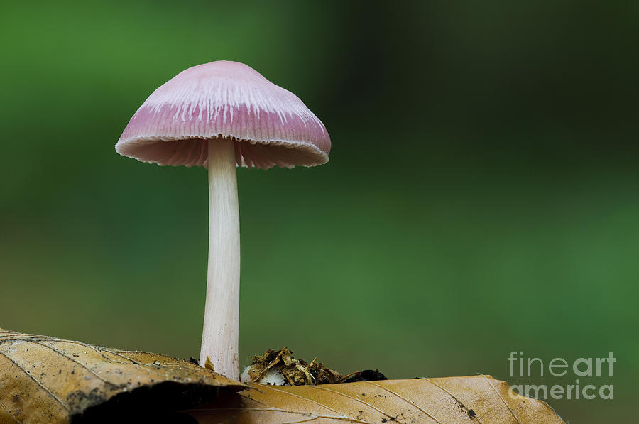 Mushroom Photograph - Pink Bonnet by Dave Pressland/FLPA
