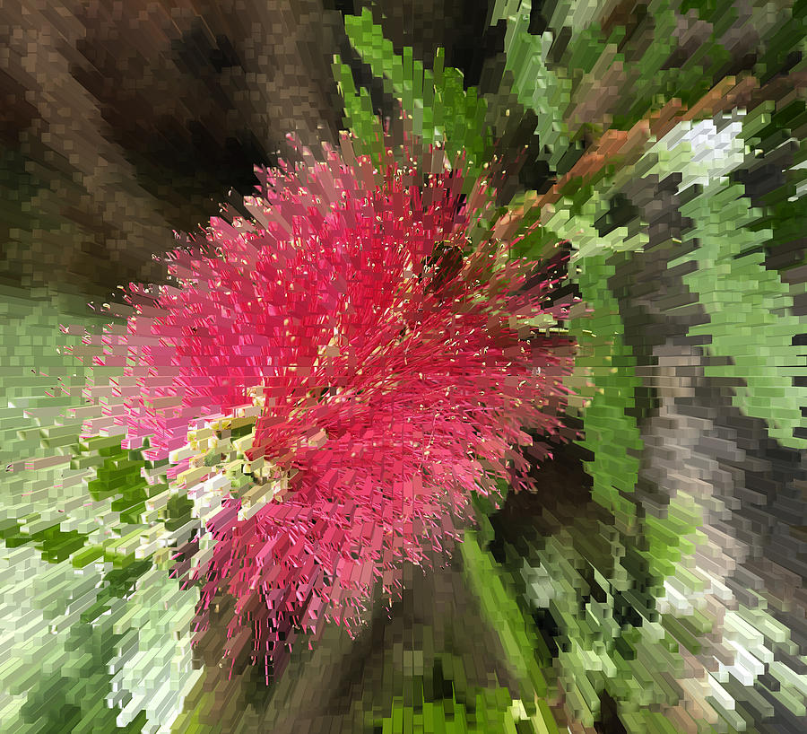 Pink Bottle Brush Photograph by Roni Chastain