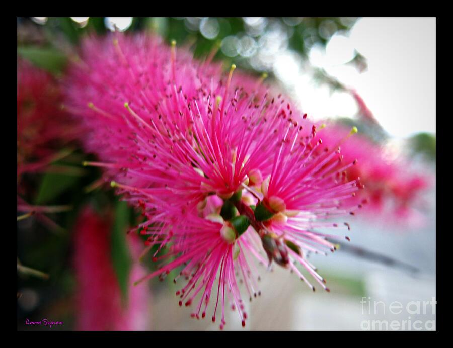 Pink Bottlebrush Flower - Within Border Photograph by Leanne Seymour