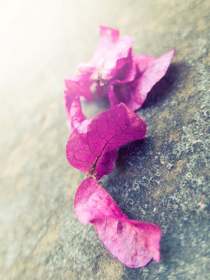 Pink Bougainvillea leaves Photograph by Dutourdumonde Photography
