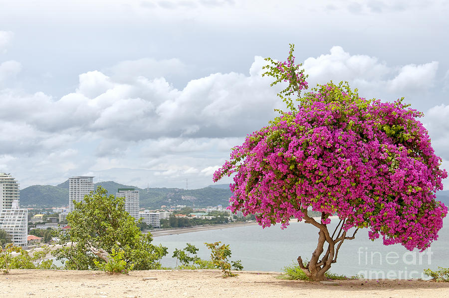 Pink Bougainvillea Tree Photograph