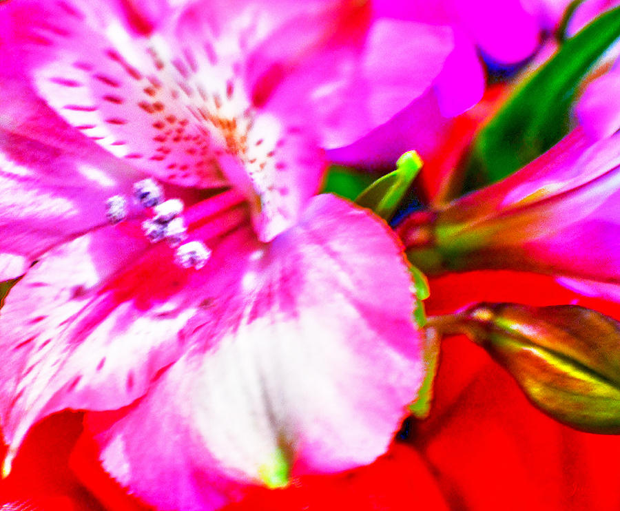 Pink Bouquet Photograph by Jody Lane