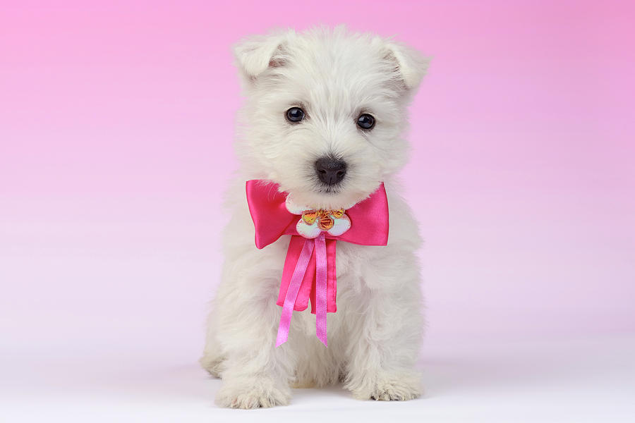 dog with pink bow