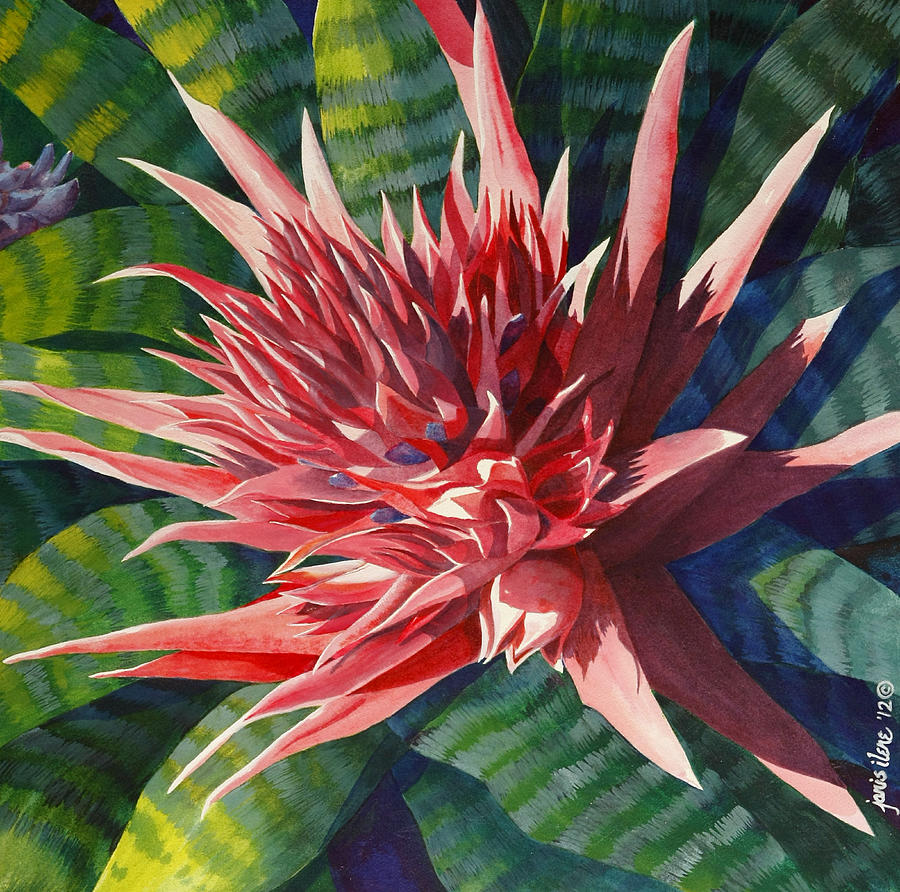 Pink Bromeliad - Closeup Painting by Janis Grau