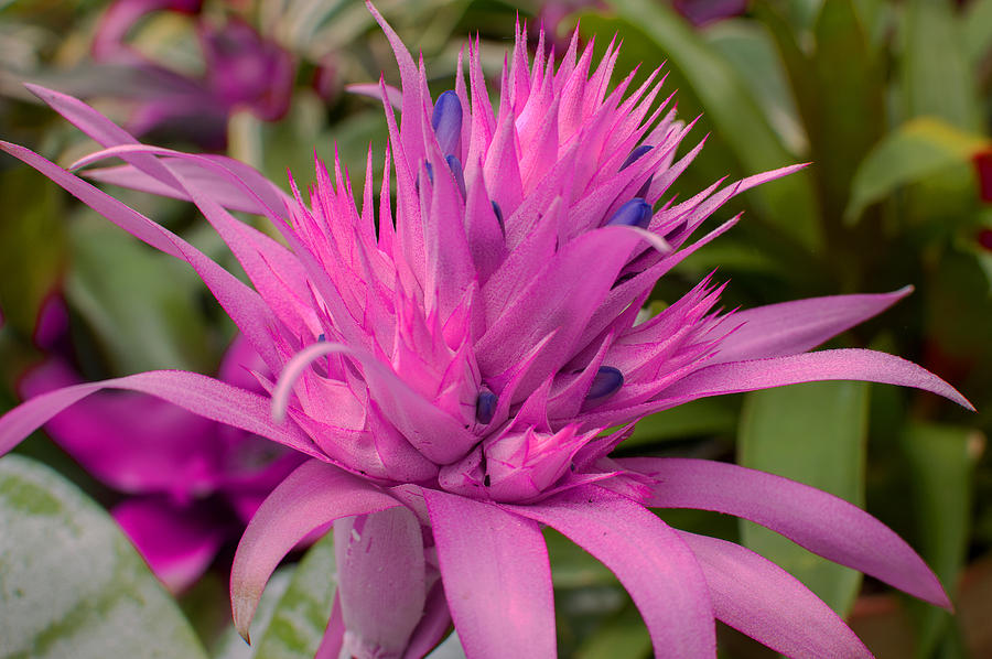 Pink Bromeliade Close Up Photograph by Diane Bell