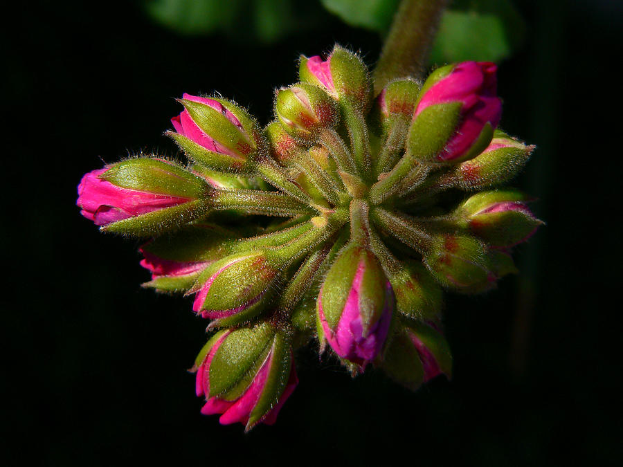 Flowers Still Life Photograph - Pink Buddies by Doug Norkum