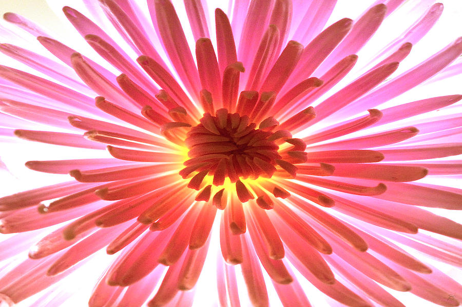 Nature Photograph - Pink Burst by Sherry Allen