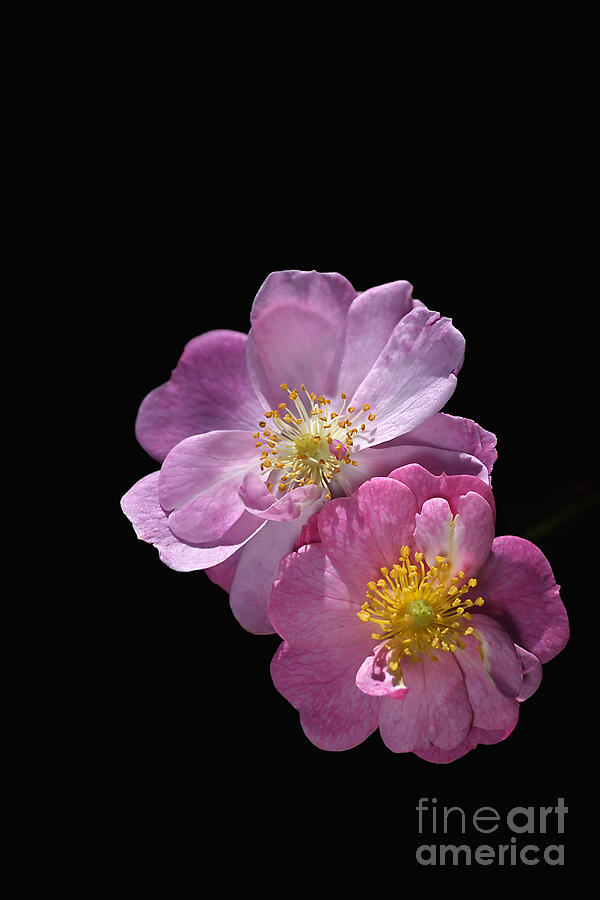 Pink Bush Roses  Photograph by Joy Watson