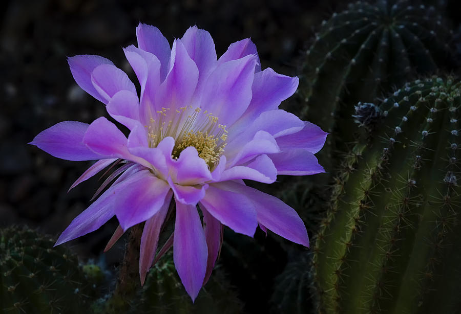 Pink Cactus Bloom  Photograph by Saija Lehtonen