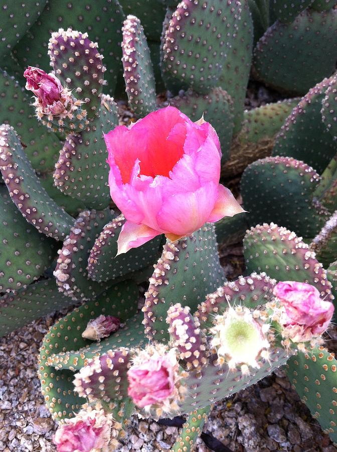 Flower Photograph - Pink Cactus by Brenda Henley