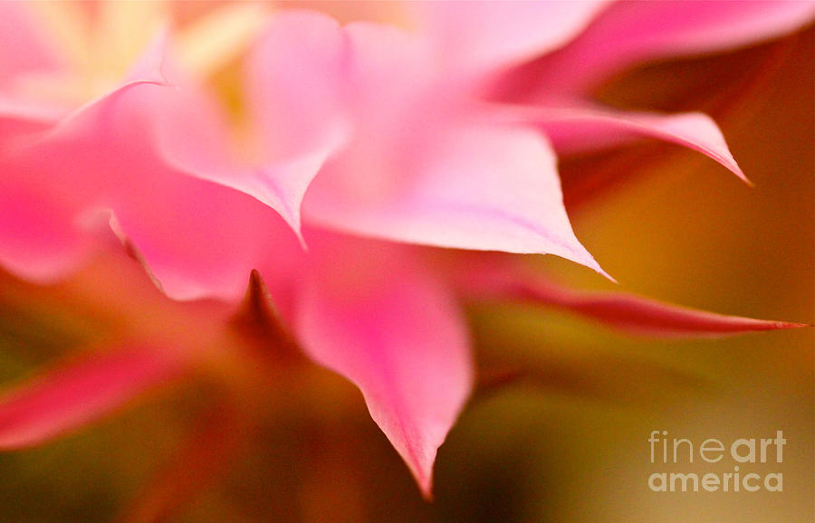 Pink Cactus Flower Abstract Photograph by Michael Cinnamond