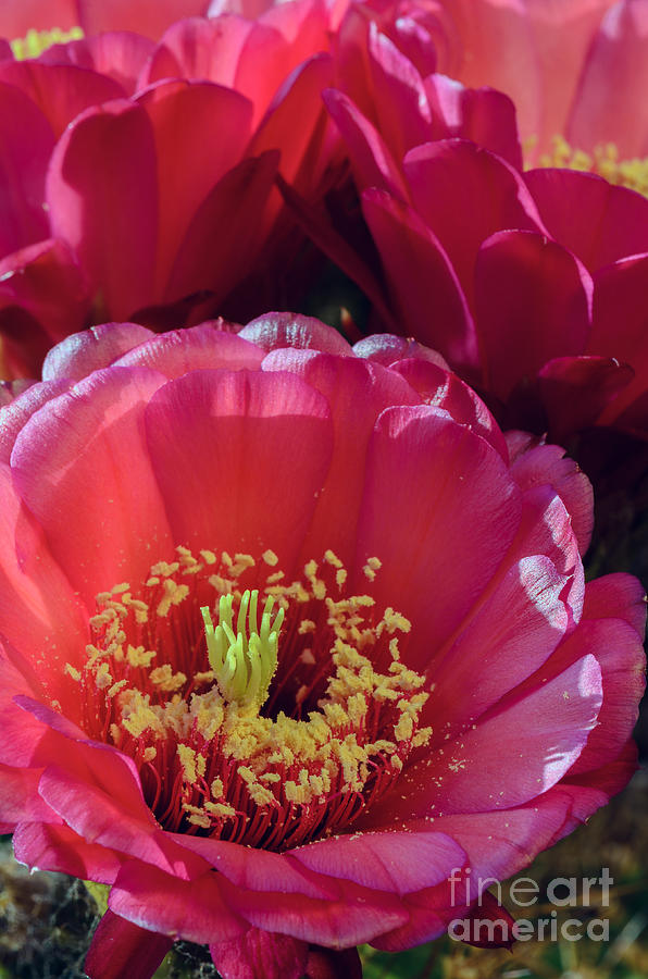 Pink Cactus Flower Bouquet Photograph by Tamara Becker