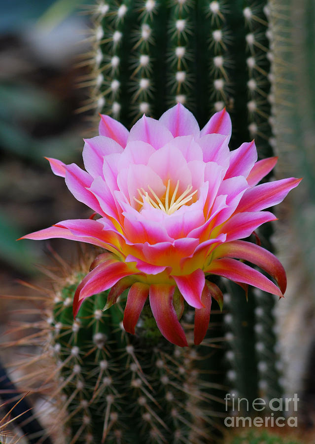 Pink Cactus Flower Photograph by Nancy Mueller