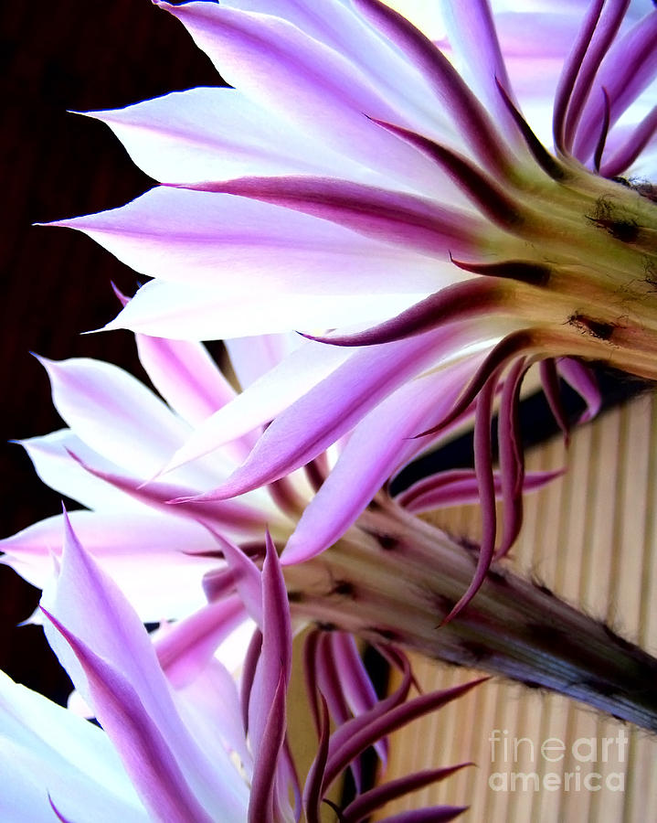 Pink Cactus Flower  Photograph by Nina Ficur Feenan
