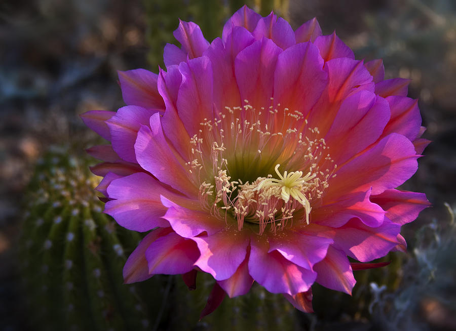 Pink Cactus Flower  Photograph by Saija Lehtonen