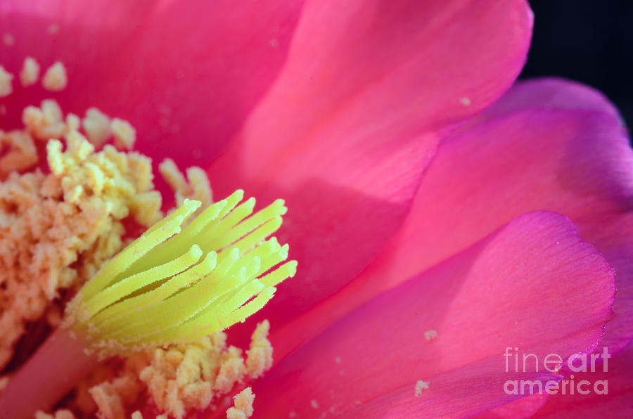 Pink Cactus Flower Photograph by Tamara Becker