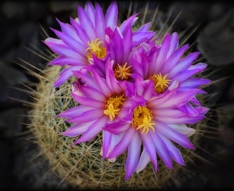 Pink Cactus Flowers  Photograph by Saija Lehtonen
