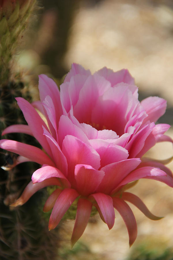 Pink cactus Photograph by Tammy Espino