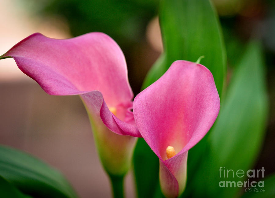 Pink Calla Lily Digital Art by Christopher Cutter
