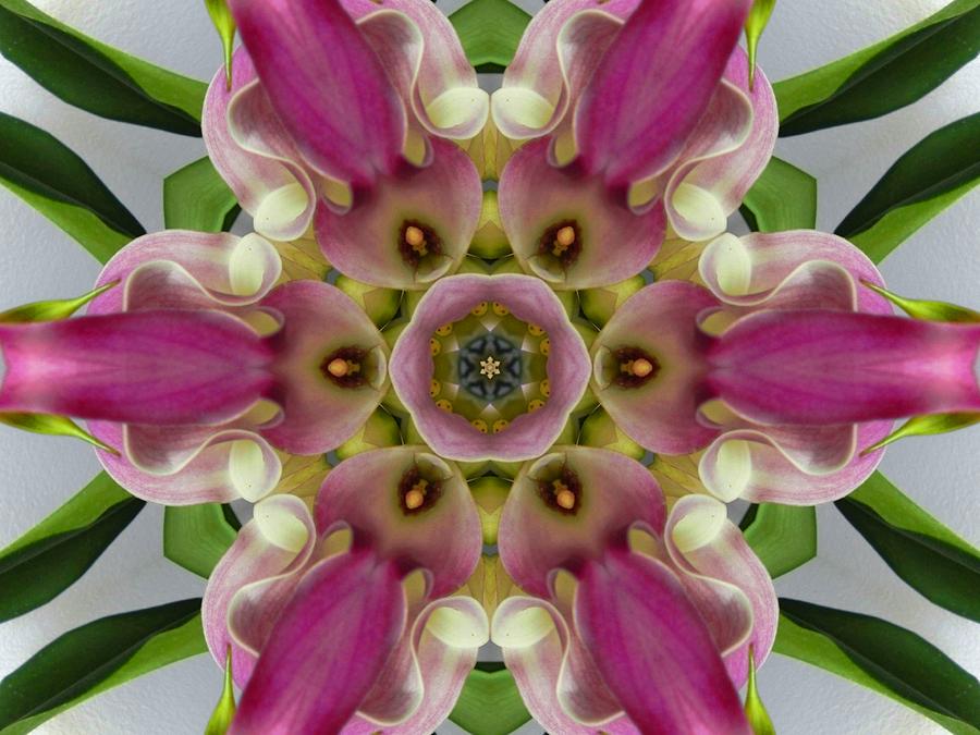 Pink Calla Lily Flower Mandala Digital Art by Diane Lynn Hix