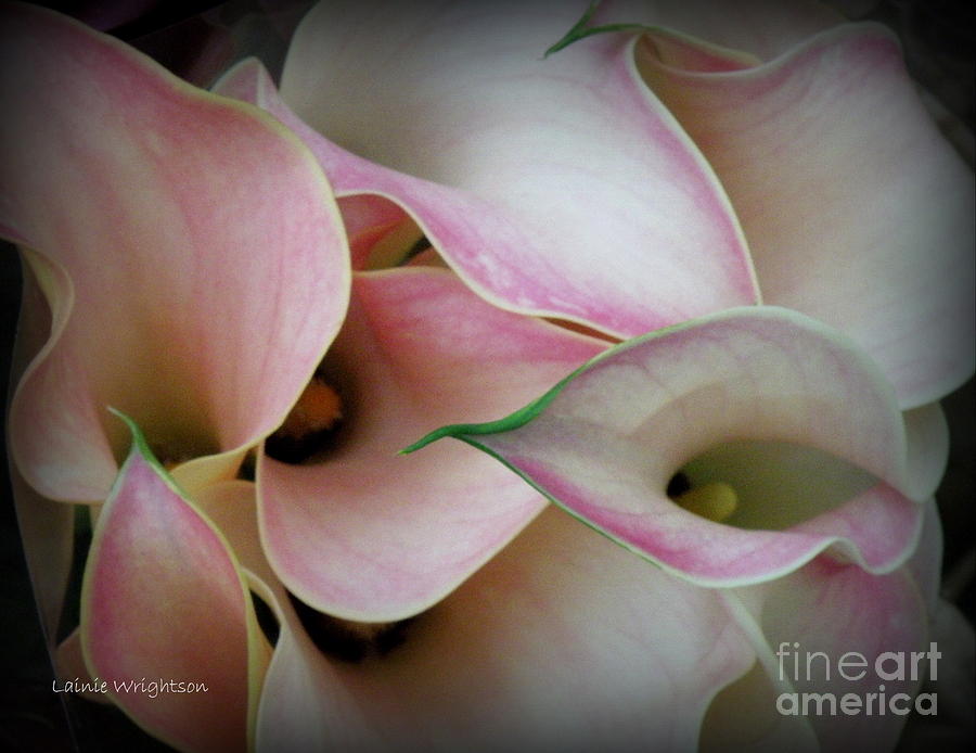 Pink Calla Lily Photograph by Lainie Wrightson