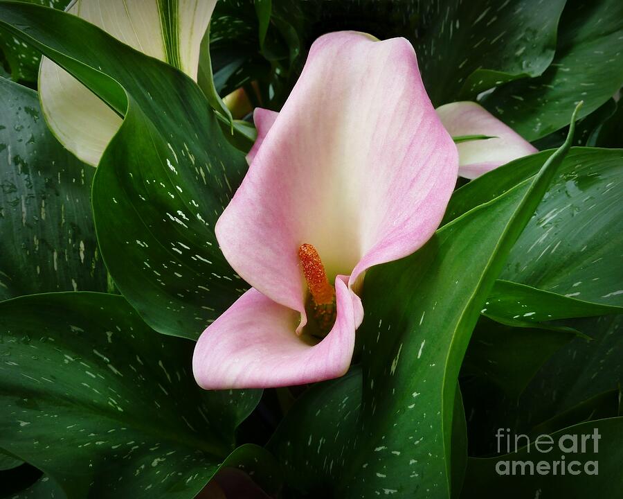 Pink Calla Lily Photograph by Patricia Strand