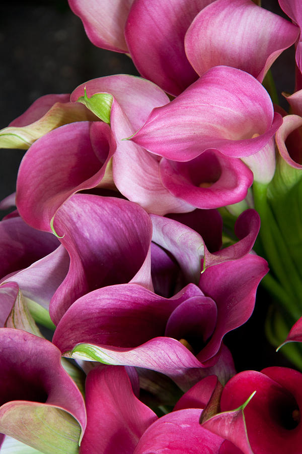 Lily Photograph - Pink Calla Lilys by Richard Baker