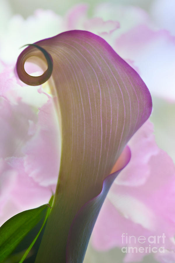 Nature Photograph - Pink Calla by Michelle Constantine