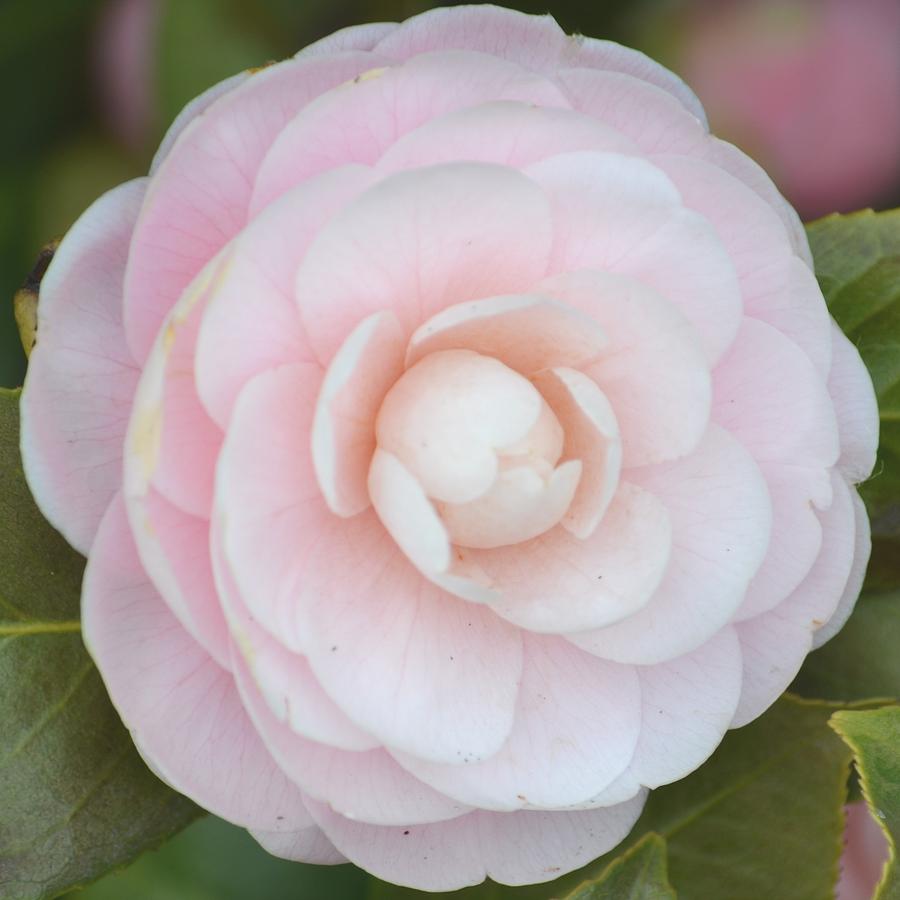 Flower Photograph - Pink Camelia Flower by P S