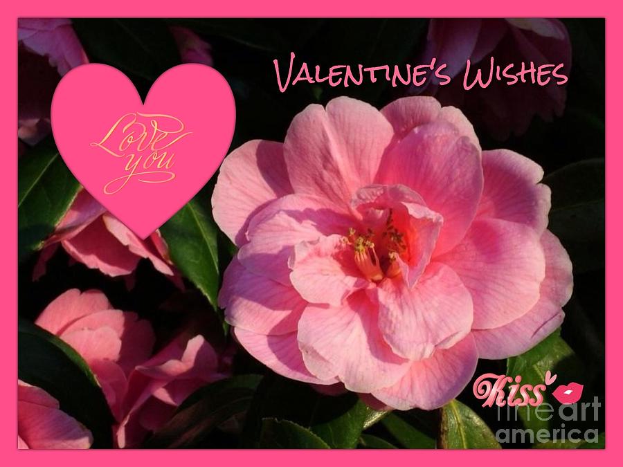 Pink Camelia Flower Valentines Wishes Photograph by Joan-Violet Stretch