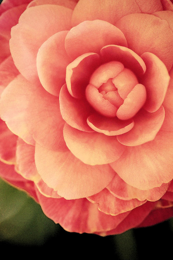 Pink Camelia I Photograph by Amy Neal