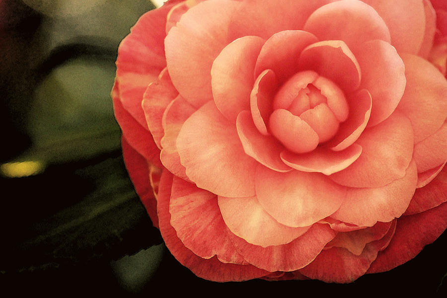 Flowers Still Life Photograph - Pink Camelia II by Amy Neal