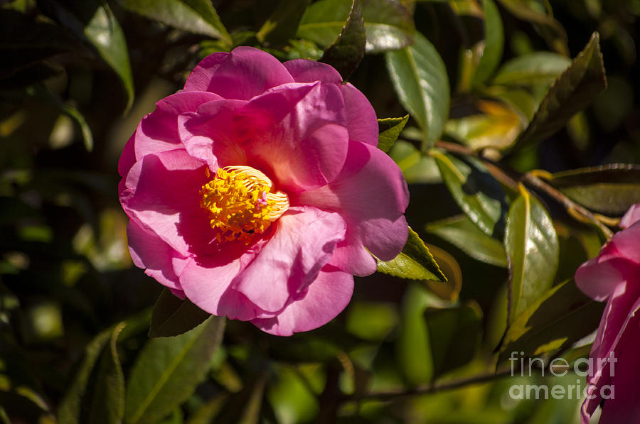 Spring Photograph - Pink Camellia Blossom by M J