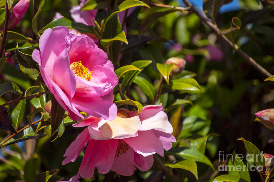 Spring Photograph - Pink Camellia Blossoms by M J