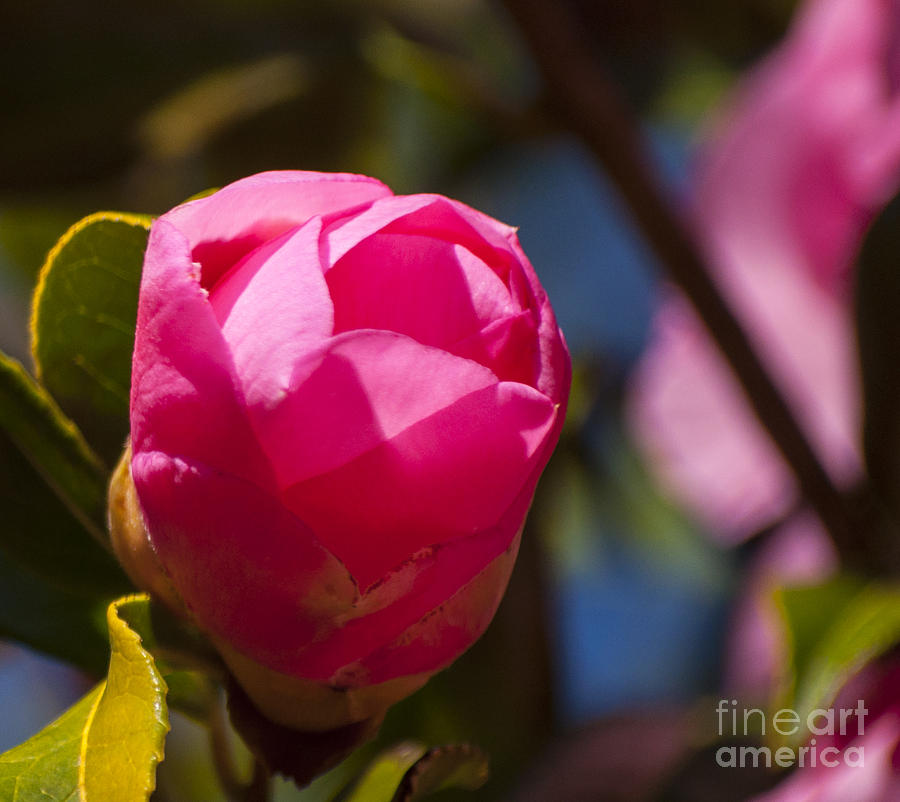 Spring Photograph - Pink Camellia Bud by M J