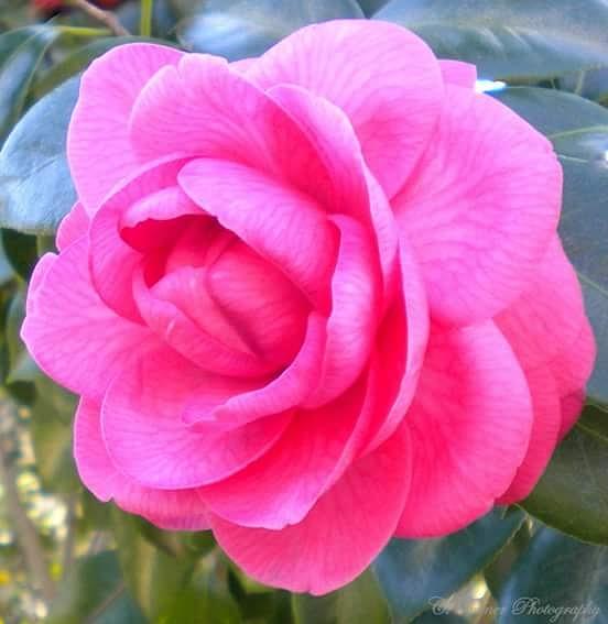 Flower Photograph - Pink Camellia  by The Empress