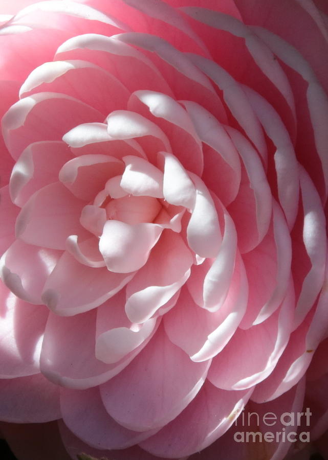 Spring Photograph - Pink Camellia Closeup by Carol Groenen
