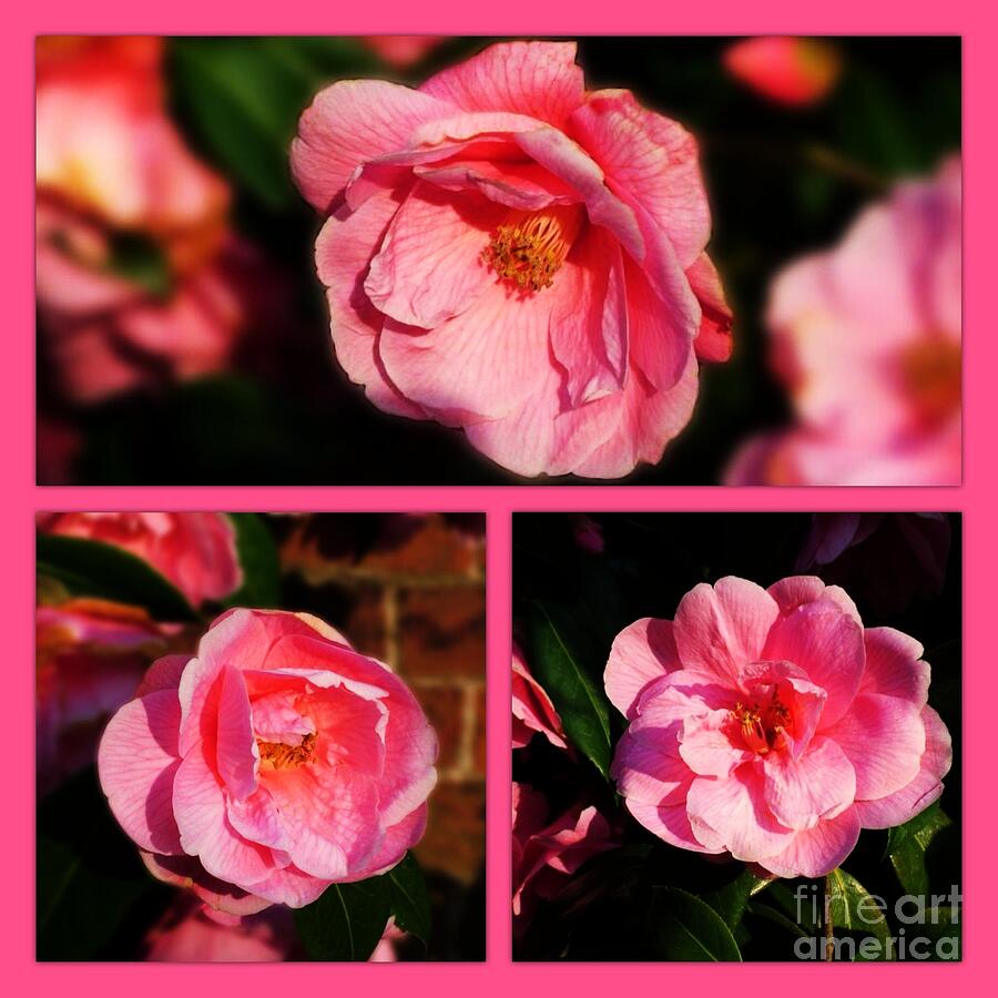 Pink Camellia Collage Photograph by Joan-Violet Stretch