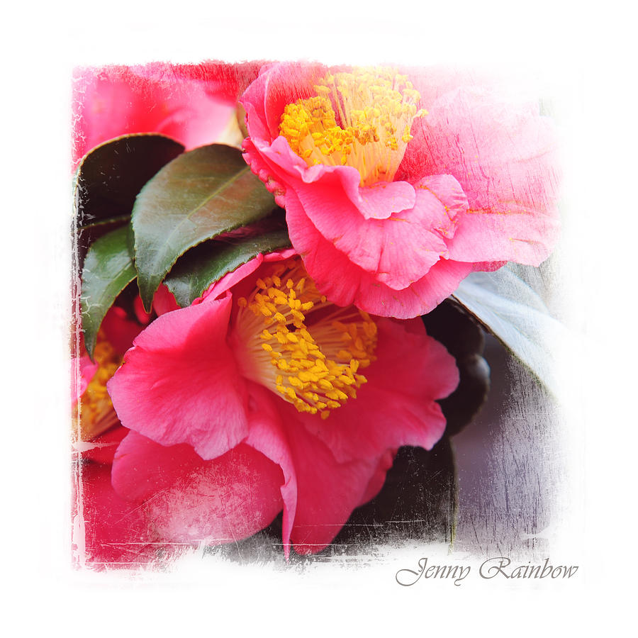 Pink Camellia. Elegant KnickKnacks Photograph by Jenny Rainbow