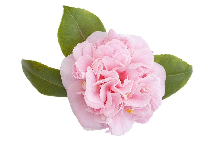Pink Camellia Flower and Leaves on White Photograph by Terryfic3D