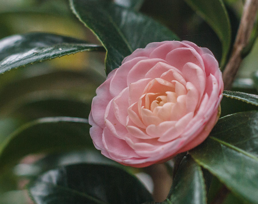 Pink Camellia Photograph by Jane Luxton