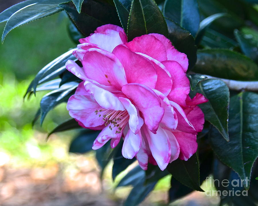Pink Camellia Japonica Photograph by Carol  Bradley